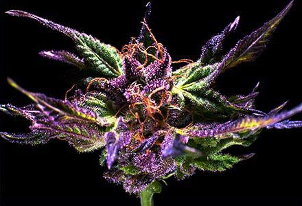 Grand Daddy Genetics Grand Daddy Purple reguläre Cannabis Samen