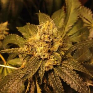Grand Daddy Genetics Grandpa Larry regulär – 10 Samen