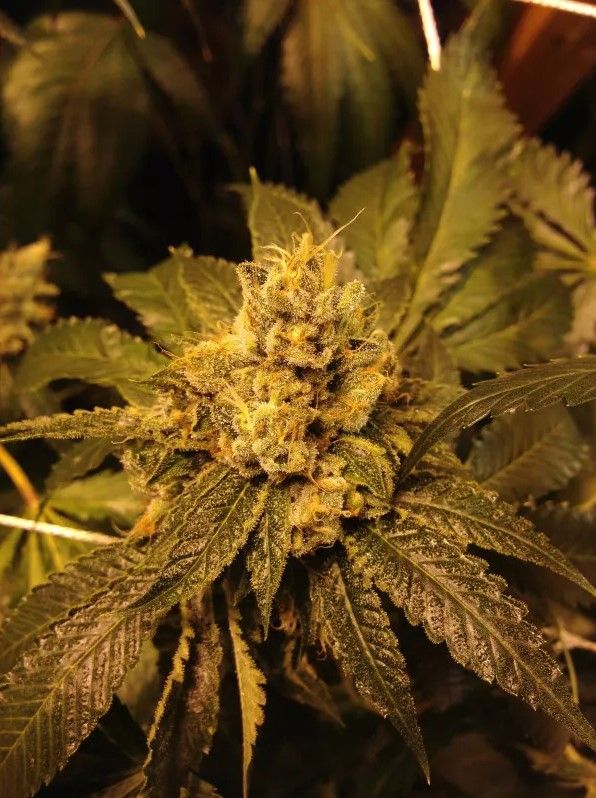 Grand Daddy Genetics Grandpa Larry reguläre Cannabis Samen