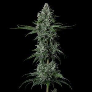 Ethos Genetics Grandpa’s Stash R2 feminisiert – 5 Samen