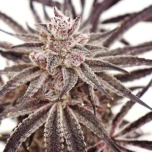 Lovin’ In Her Eyes Grape Amethyst feminisiert – 5 Samen