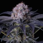 Ethos Genetics Grape Balls of Fire RBx feminisiert – 5 Samen