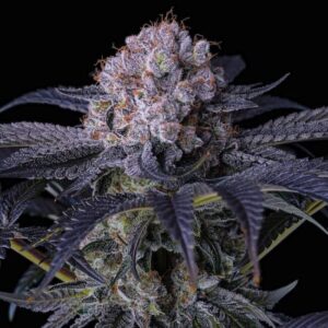 Ethos Genetics Grape Balls of Fire RBx feminisiert – 5 Samen