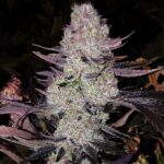 Ethos Genetics Grape Diamonds R2 feminisiert – 5 Samen