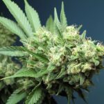 The Cali Connection Green Crack feminisiert – 6 Samen