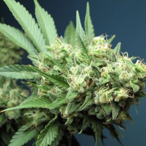 The Cali Connection Green Crack feminisiert – 6 Samen