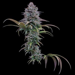 Brothers Grimm Seeds Grimm Glue feminisiert – 3 Samen
