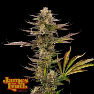 James Loud Genetics Guavalato Auto autoflowering – 3 Samen