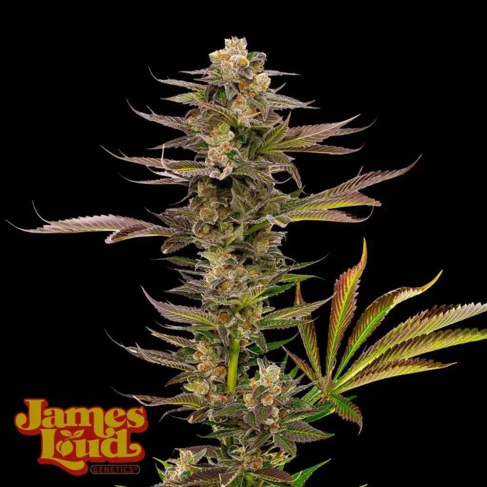 James Loud Genetics Guavalato Auto autoflowering Cannabis Samen