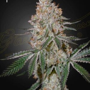 Green House Seed Co. HighCloudZ