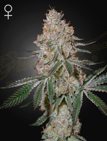 Green House Seed Co. HighCloudZ Cannabis Samen
