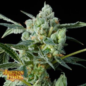 James Loud Genetics Haight Street Haze feminisiert – 3 Samen
