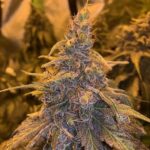 Ace Seeds HashPlant Haze x Kali China feminisiert – 5 Samen