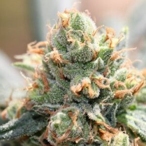 Ace Seeds HashTonic feminisiert – 5 Samen