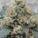 Ace Seeds HashTonic regulär – 10 Samen