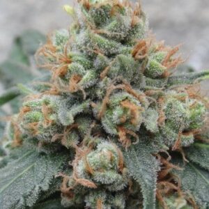 Ace Seeds HashTonic regulär – 10 Samen