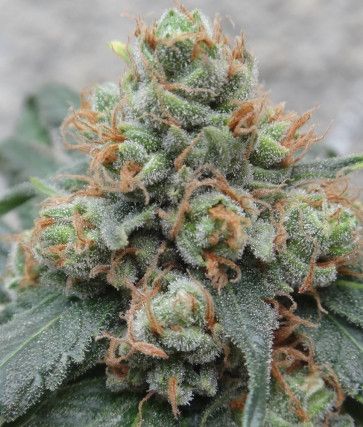 Ace Seeds HashTonic regulär – Samenverpackung