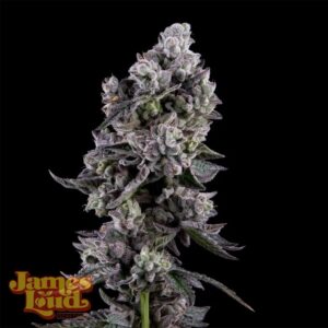 James Loud Genetics Havana Bandana regulär – 3 Samen