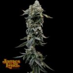 James Loud Genetics Heavy Z feminisiert – 3 Samen