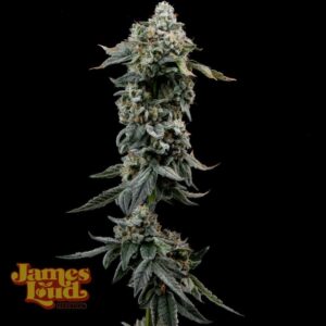 James Loud Genetics Heavy Z feminisiert – 3 Samen