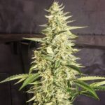 Ethos Genetics Inzane Auto feminisiert – 6 Samen