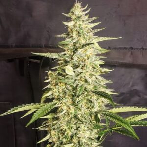 Ethos Genetics Inzane Auto feminisiert – 6 Samen