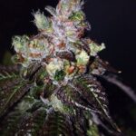 The Cali Connection Island Punch Auto autoflowering – 6 Samen