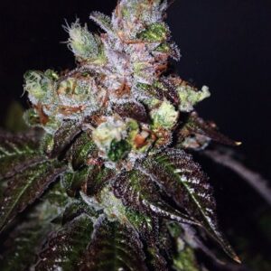 The Cali Connection Island Punch Auto autoflowering – 6 Samen
