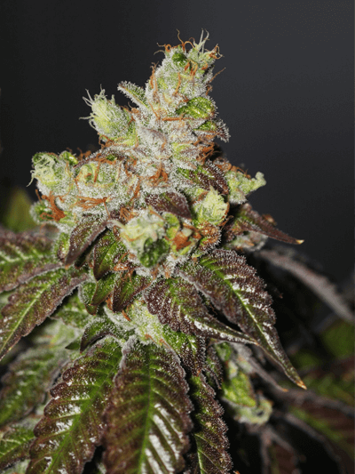 The Cali Connection Island Punch feminisierte Cannabis Samen