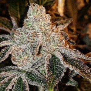 Ethos Genetics Johnny Dang R1 feminisiert – 5 Samen