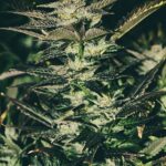 The Cali Connection Jupiter OG Kush feminisiert – 6 Samen