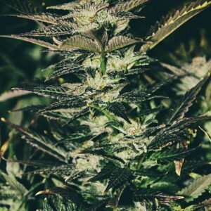 The Cali Connection Jupiter OG Kush feminisiert – 6 Samen
