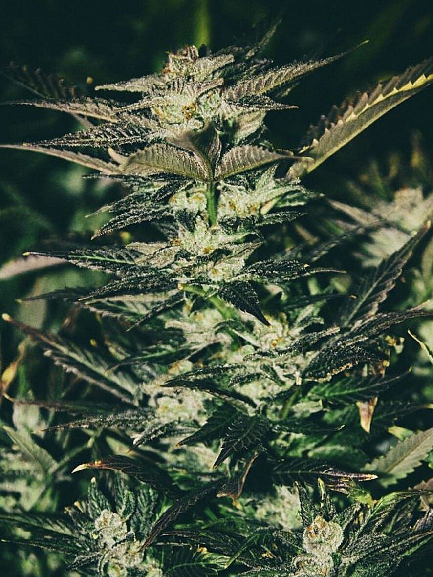 The Cali Connection Jupiter OG Kush feminisierte Cannabis Samen