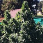 Grand Daddy Genetics Ken's Honeydew regulär – 10 Samen