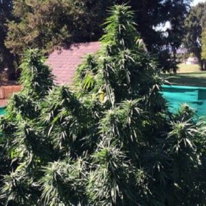 Grand Daddy Genetics Ken’s Honeydew regulär – 10 Samen