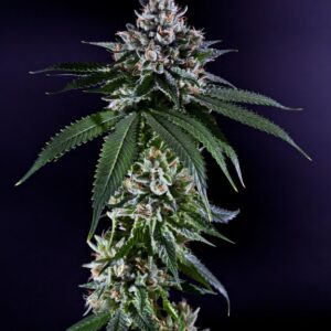 Grand Daddy Genetics Ken's Kush reguläre Cannabis Samen