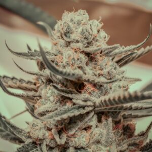Brothers Grimm Seeds Killer Queen feminisiert – 3 Samen