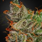 Green House Seed Co. King's Kush Auto