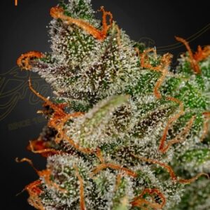 Green House Seed Co. King’s Kush Auto