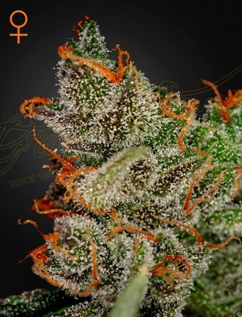 Green House Seed Co. King's Kush Auto Cannabis Samen