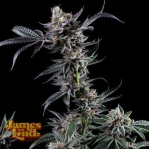 James Loud Genetics Kuru Kashi (Ltd. Release) feminisiert – 3 Samen