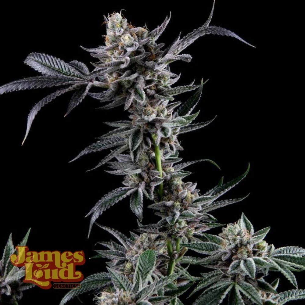 James Loud Genetics Kuru Kashi Ltd. Release feminisierte Cannabis Samen