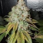 The Cali Connection Larry OG Kush feminisiert – 6 Samen