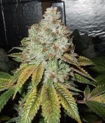 The Cali Connection Larry OG Kush feminisiert – 6 Samen