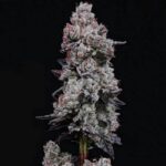 Ethos Genetics Lemon Cherry Gelato RF3 Auto feminisiert – 6 Samen