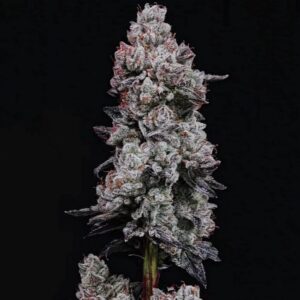 Ethos Genetics Lemon Cherry Gelato RF3 Auto feminisiert – 6 Samen