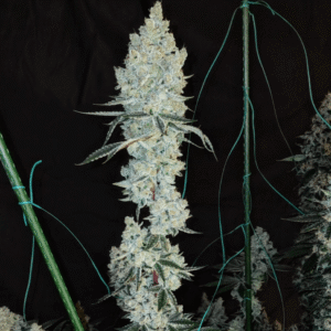 Ethos Genetics Lemon Cherry Pie R1 feminisiert – 5 Samen