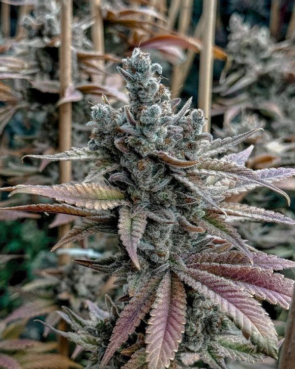 Solfire Gardens Lemon Elixir feminisierte Cannabis Samen