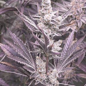 Solfire Gardens Lil Sumpin Sumpin feminisiert – 6 Samen