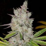 Ethos Genetics Lilac Diesel RBX2 Auto feminisiert